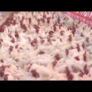 Extremely Contagious Bird Flu Detected in 15 States
