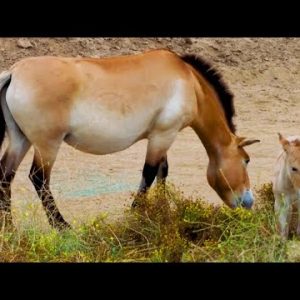 ‘Closing Wild Horse’ Foal Is Born in California