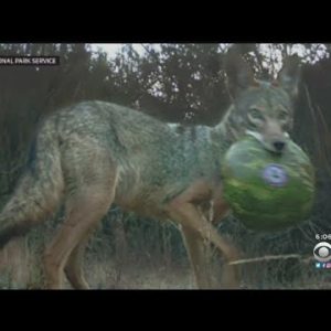 Irvine Animal Police warning residents and pet householders to acknowledge out for coyotes