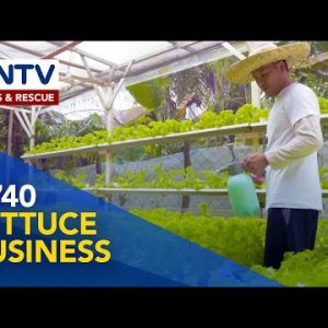 Negosyong lettuce gamit ang hydroponic abilities | Bread n’ Butter