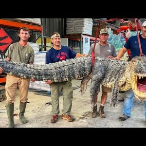 14-Foot Long, 800-Pound Gator Captured in Mississippi