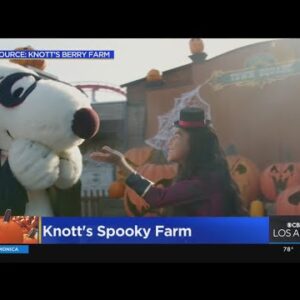 From  occasions to meals, here is what you will most definitely be ready to put a question to at Knott’s Spooky Farm