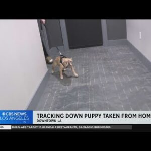 Tracking down pet taken from home in downtown LA