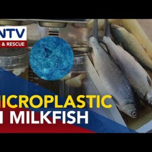 Specialists stumbled on microplastic particles most up-to-date in intestines of milkfish in Butuan Bay