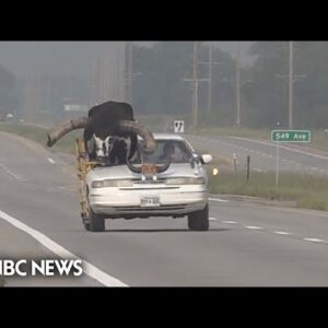 Automobile with huge bull as passenger pulled over by Nebraska police