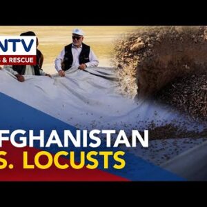 Locust outbreak threatens Afghanistan’s food security