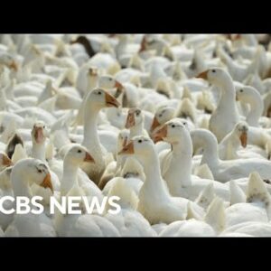Avian influenza stress chanced on in mammals; World Health Organization monitoring unfold