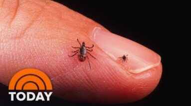 New Lyme Disease Vaccine Enters Final Segment: What To Know